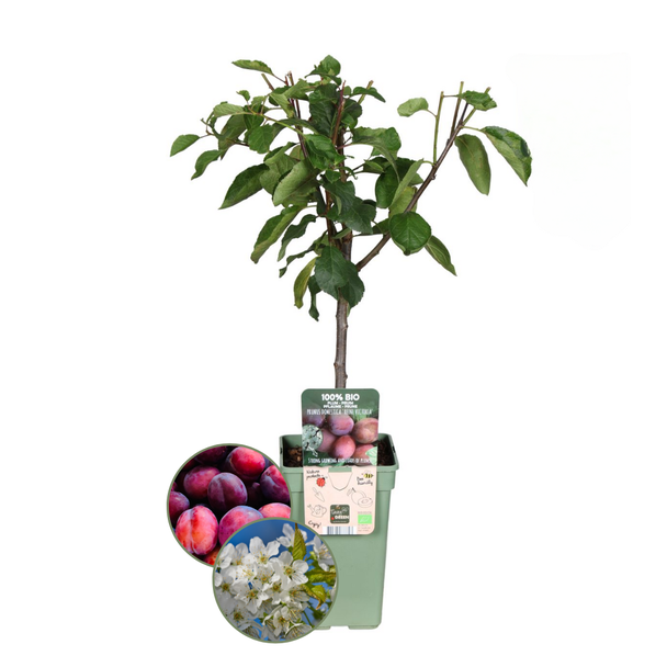 2 Stuks 100% Biologische Pruimenbomen Set, Prunus Domestica - Ø 20 cm - ↨ 60 cm