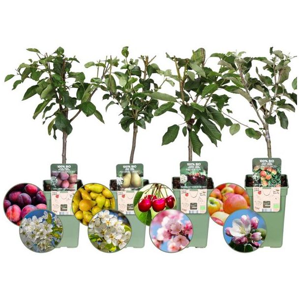 Fruitbomenset, 4 Soorten, Appel, Peer, Kers, Pruim, 100% Biologisch Geteeld, Ø 20 cm - ↨ 60 cm