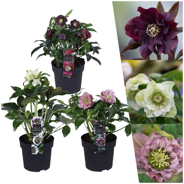 3 bijzondere soorten Kerstroos Helleborus Specials - Ø 14 cm - ↨ 25 cm