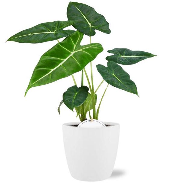Olifantenoor in Pot Brussels Kleur Wit,Tropische Exotische Groene Plant, Alocasia Frydek - Ø12cm - ↕35cm