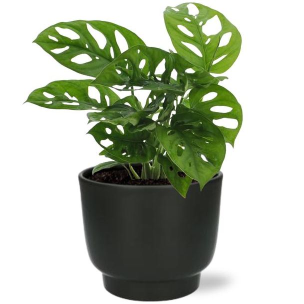 Gatenplant in Zwarte Pot, Groene Kamerplant, Tropisch,  Monstera Deliciosa - Ø12cm - ↕30cm
