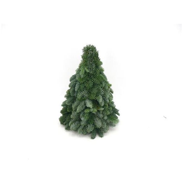 De Nobilis Kerstboom , Compacte Vorm, Kerst ↕40cm