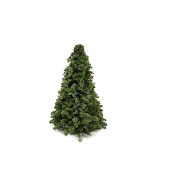 De Nobilis Kerstboom , Compacte Vorm, Kerst ↕50cm