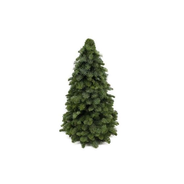 De Nobilis Kerstboom , Compacte Vorm, Kerst ↕60cm