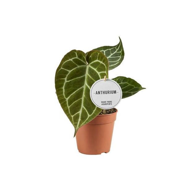 Anthurium Crystallinum - Ø12cm - ↕20cm