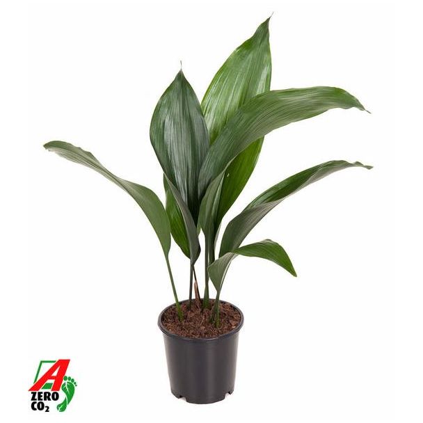 Aspidistra Elatior P13 - Ø13cm - ↕50cm
