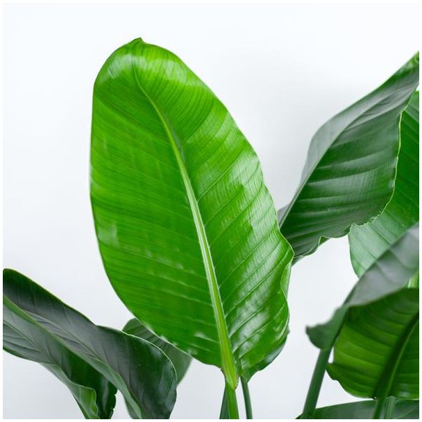 Weelderige Paradijsvogelplant Strelitzia Nicolai - Ø27cm - 140cm Hoog