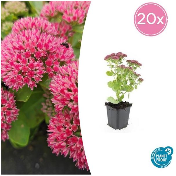 20x Hemelsleutel - Sedum Tuinplanten - Geschikt voor borders of bodembedekkers