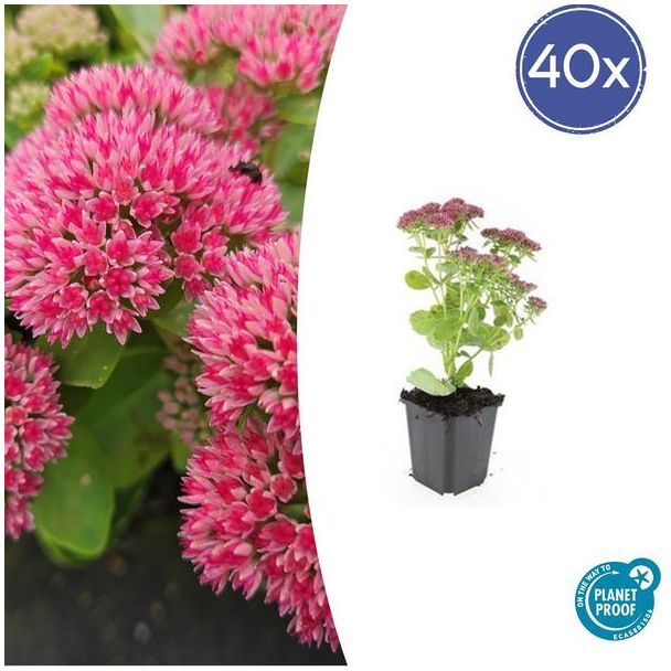 Sedum 'Herbstfreude' 40 stuks - Roze bloei - Winterharde Vetplant