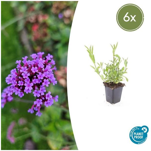 Verbena bonariensis 6 maal - Tuinplant met bloemen ↕10-25cm