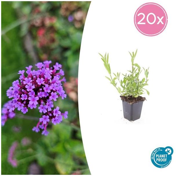 20 Tuinplanten met levendige paarse bloemen - Stijf ijzerhard