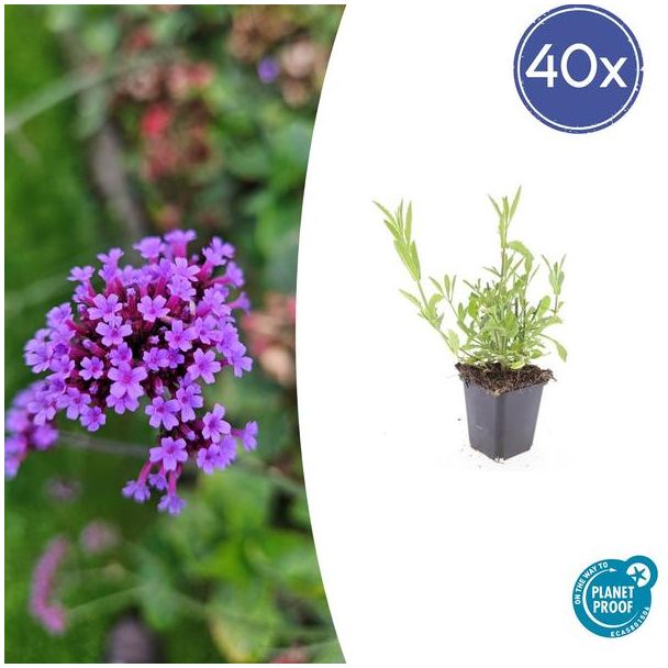 40x Stijf ijzerhard | luchtige vaste plant | 40 stuks Verbena