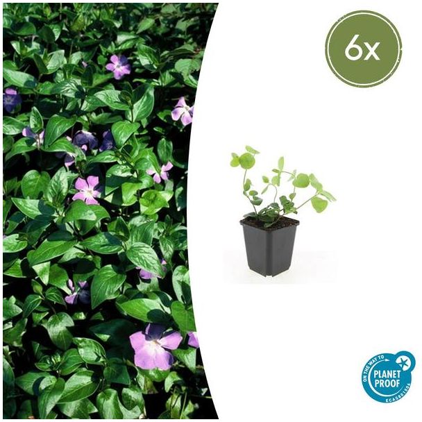 6 Stuks Grote Maagdenpalm, Sierlijk Groen Blad, Paars Bloemen, Vinca major  - ↕10-25cm - Ø9cm