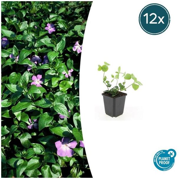 12 Stuks Grote  Maagdenpalm, Sierlijk Groen Blad, Paars Bloemen, Vinca major  - ↕10-25cm - Ø9cm