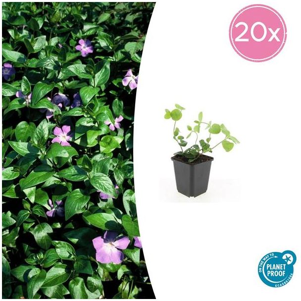 20 Stuks Grote Maagdenpalm, Sierlijk Groen Blad, Paars Bloemen, Vinca major  - ↕10-25cm - Ø9cm