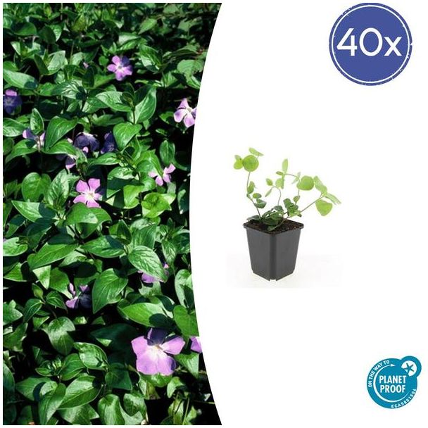 40 Stuks Grote Maagdenpalm, Sierlijk Groen Blad, Paars Bloemen, Vinca major  - ↕10-25cm - Ø9cm