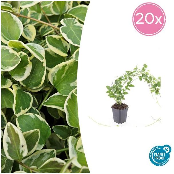 20 Stuks Grote Maagdenpalm Variegata, Sierlijk Blad met Cremige Rand, Lila-Paarse  Bloemen, Vinca Major - ↕10-25cm - Ø9cm
