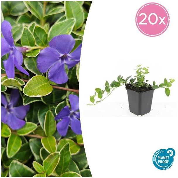 20 Stuks Maagdenpalm Argenteovariegata  , Blad met Zilverachtige Witte Rand met Paarse  Bloemen, Vinca minor  - ↕10-25cm - Ø9cm