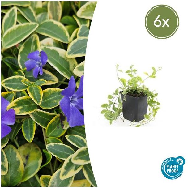 6 Stuks Maagdenpalm Aureovariegata, Blad met een GoudGele Rand met Paarse Bloemen, Vinca minor  - ↕10-25cm - Ø9cm