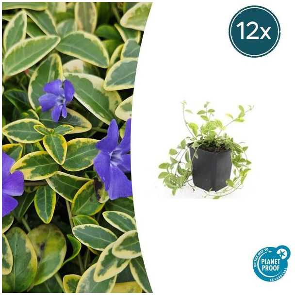 12 Stuks Maagdenpalm Aureovariegata, Blad met een GoudGele Rand met Paarse Bloemen, Vinca minor  - ↕10-25cm - Ø9cm