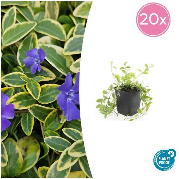 20 Stuks Maagdenpalm Aureovariegata, Blad met een GoudGele Rand met Paarse  Bloemen, Vinca minor  - ↕10-25cm - Ø9cm