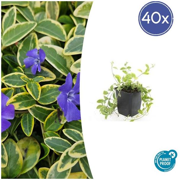 40 Stuks Maagdenpalm, Blad met een GoudGele Rand met Paarse  Bloemen, Vinca minor  Aureovariegata  - ↕10-25cm - Ø9cm