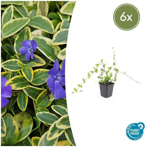 6 Stuks Maagdenpalm Blue and Gold, Bont Blad met Blauw Violette Bloemen, Vinca minor   - ↕10-25cm - Ø9cm