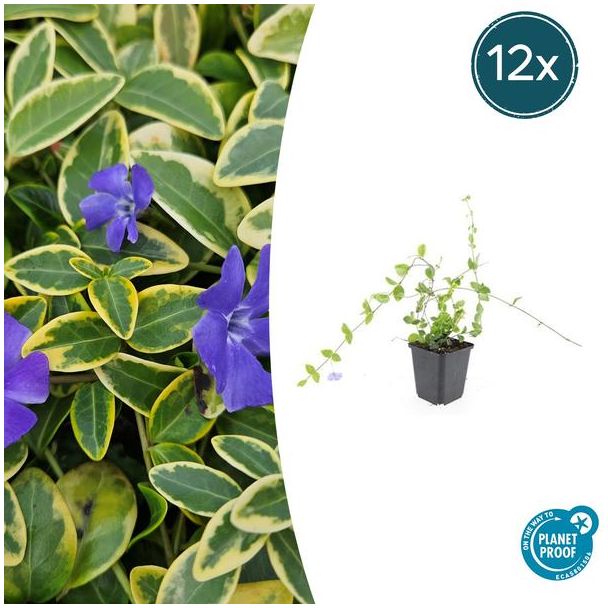 12 Stuks Maagdenpalm Blue and Gold, Bont Blad met Blauw Violette Bloemen, Vinca minor  - ↕10-25cm - Ø9cm