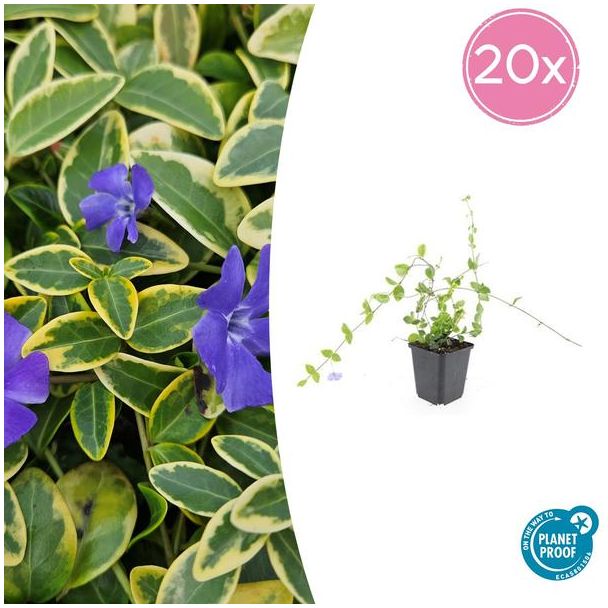 20 Stuks Maagdenpalm Blue and Gold, Bont Blad met Blauw Violette Bloemen, Vinca minor  - ↕10-25cm - Ø9cm