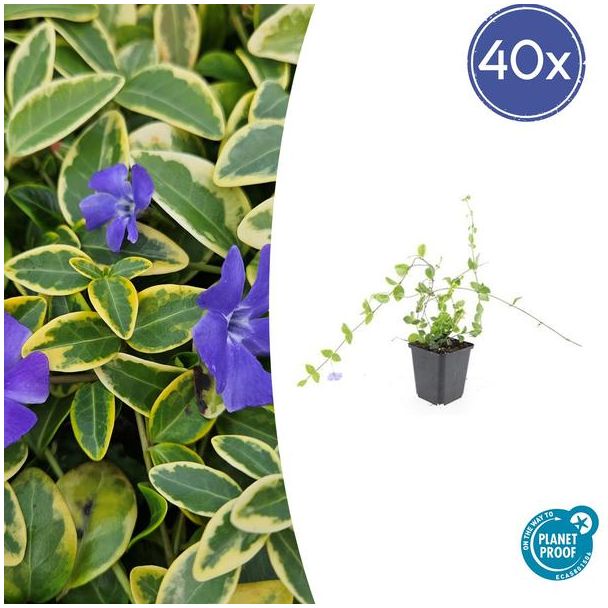 40 Stuks Maagdenpalm Blue and Gold, Bont Blad met Blauw Violette Bloemen, Vinca minor - ↕10-25cm - Ø9cm