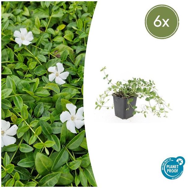 6 Stuks Maagdenpalm Gertrude Jekyll, Mooi Witte Bloemen, Bodembedekker, Vinca minor   - ↕10-25cm - Ø9cm