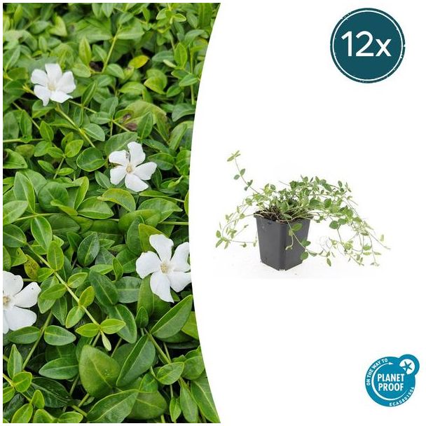 12 Stuks Maagdenpalm Gertrude Jekyll, Mooie Witte Bloemen, Bodembedekker, Vinca minor    - ↕10-25cm - Ø9cm