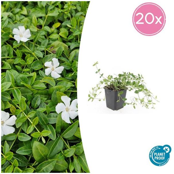 20 Stuks Maagdenpalm Gertrude Jekyll , Mooi Witte Bloemen, Bodembedekker, Vinca minor  - ↕10-25cm - Ø9cm