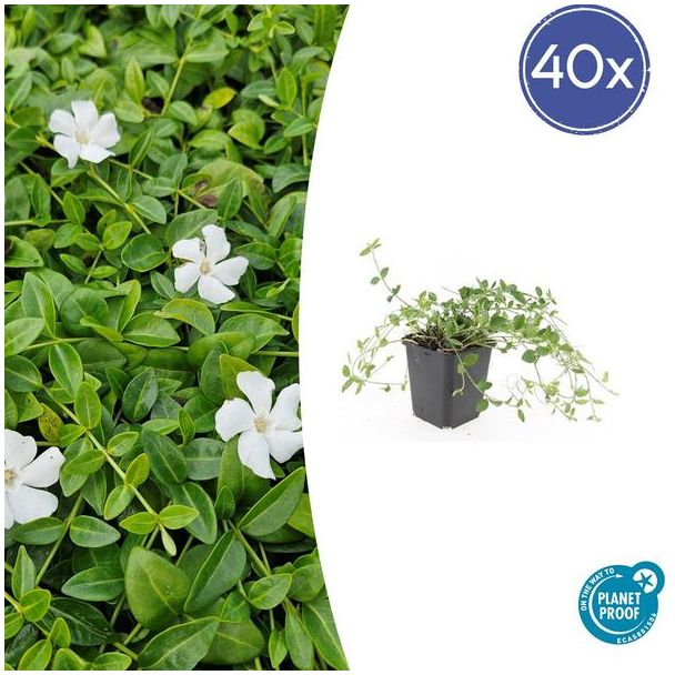 40 Stuks Maagdenpalm Gertrude Jekyll, Mooi Witte Bloemen, Bodembedekker, Vinca minor  - ↕10-25cm - Ø9cm
