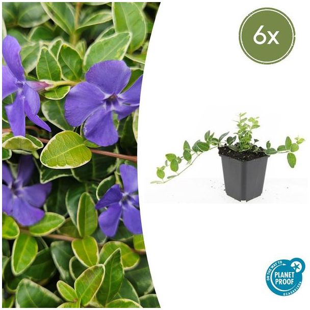 6 Stuks  Maagdenpalm, Lichtblauwe Stervormige Bloemen, Bodembedekker, Vinca minor  Ralph Shugert  - ↕10-25cm - Ø9cm