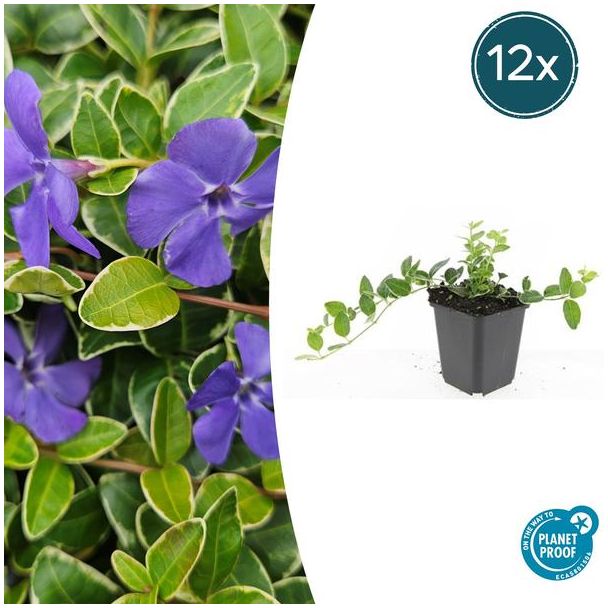 12 Stuks  Maagdenpalm, Lichtblauwe Stervormige Bloemen, Bodembedekker, Vinca minor  Ralph Shugert  - ↕10-25cm - Ø9cm