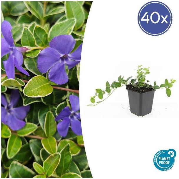 40 Stuks  Maagdenpalm, Lichtblauwe Stervormige Bloemen, Bodembedekker, Vinca minor  Ralph Shugert  - ↕10-25cm - Ø9cm