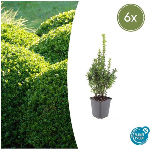 6x Buxus Sempervirens - de gewone buxus, winterharde haag  ↕10-25cm - Ø9cm