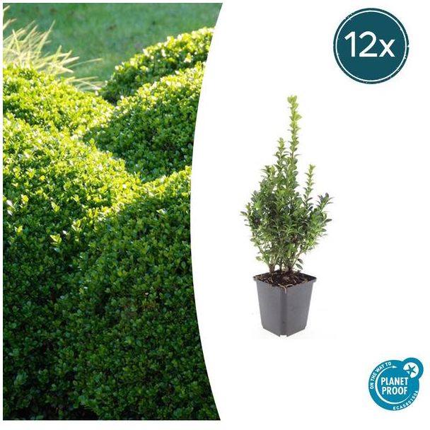 12x Buxus Sempervirens - de gewone buxus, winterharde haag  ↕10-25cm - Ø9cm