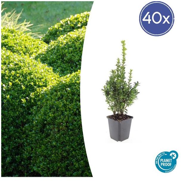 40x Buxus Sempervirens - de gewone buxus, winterharde haag  ↕10-25cm - Ø9cm