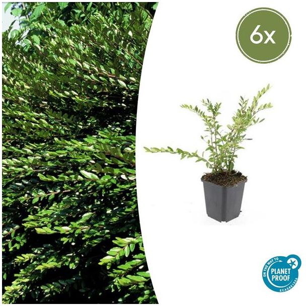 6x wintergroene struikkamperfoelie Purple Pearl ↕10-25cm - Ø9cm Lonicera pileata