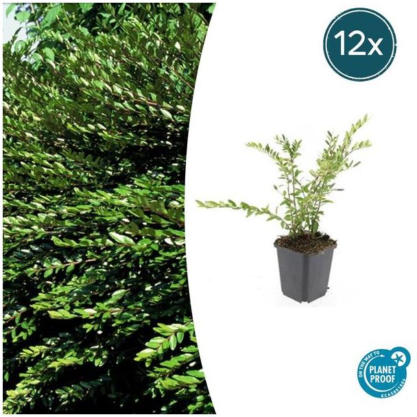 12x wintergroene struikkamperfoelie Purple Pearl ↕10-25cm - Ø9cm Lonicera pileata