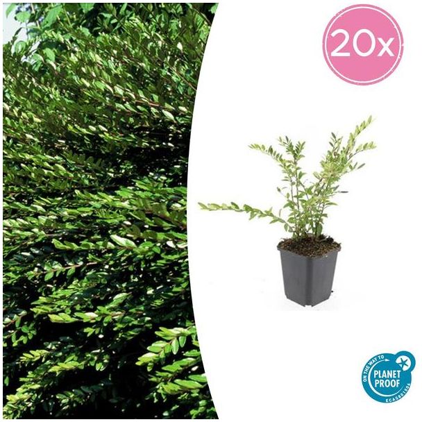 20x wintergroene struikkamperfoelie Purple Pearl ↕10-25cm - Ø9cm Lonicera pileata