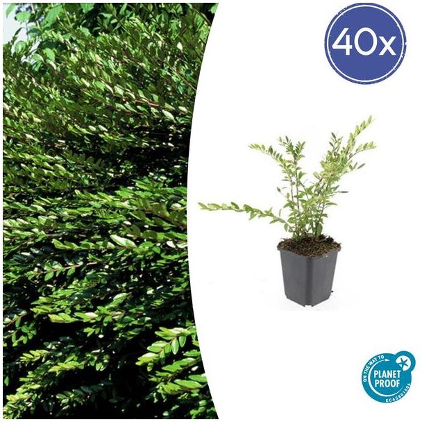 40x wintergroene struikkamperfoelie Purple Pearl ↕10-25cm - Ø9cm Lonicera pileata