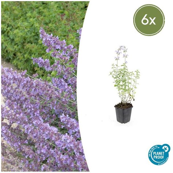 6 Stuks Kattenkruid / Nepeta 'Walker's Low', Sierlijke Aromatische, Kleur Bloem paars/blauw , Ø9cm - ↕10-25cm