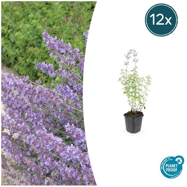 12 Stuks Kattenkruid / Nepeta 'Walker's Low', Sierlijke Aromatische, Kleur Bloem paars/blauw , Ø9cm - ↕10-25cm