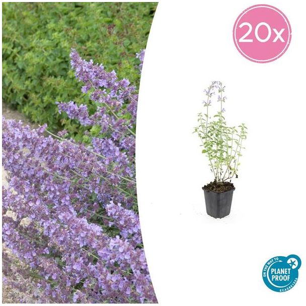 20 Stuks Kattenkruid / Nepeta 'Walker's Low', Sierlijke Aromatische, Kleur Bloem paars/blauw , Ø9cm - ↕10-25cm