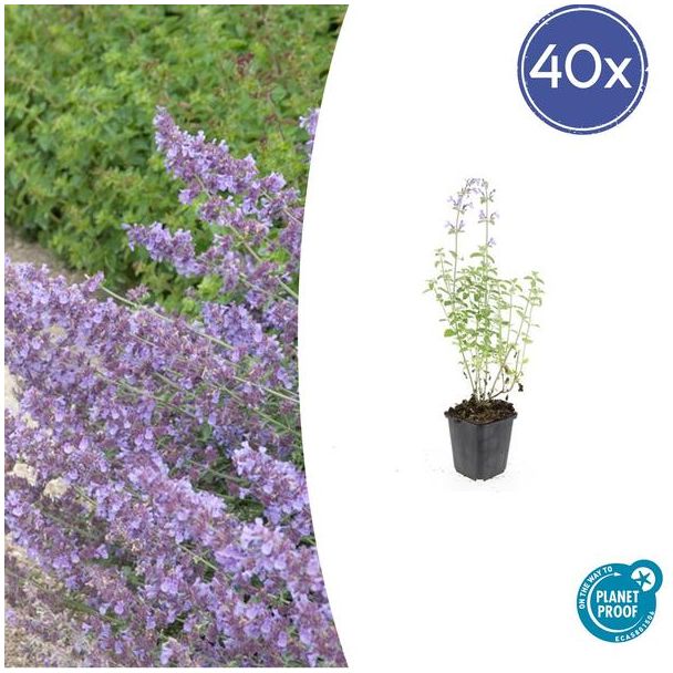 40 Stuks Kattenkruid / Nepeta 'Walker's Low', Sierlijke Aromatische, Kleur Bloem paars/blauw    Ø9cm - ↕10-25cm