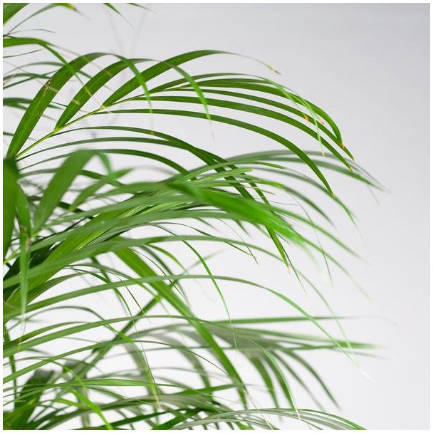 Areca Palm (dypsis) XL met mand Torun - 120cm - Ø24