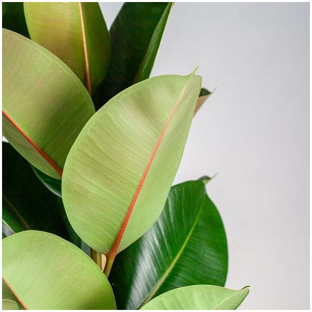 Ficus Elastica Robusta - kamerplant in Decoratieve Torun Mand Ø27 - 90cm hoog